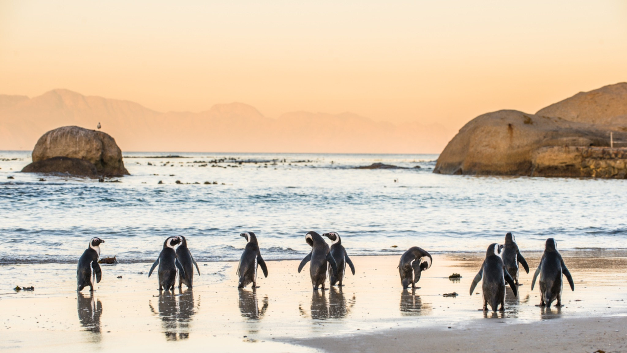 Penguin Coast scenic wallpaper – LH Lifestyle
